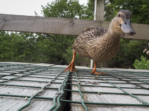 un canard marche sur un pont